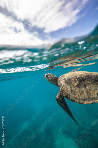 Fototapeta Naklejka Na Ścianę i Meble -  Ocean Life in Maldives Waters With Turtle Corals and Fish