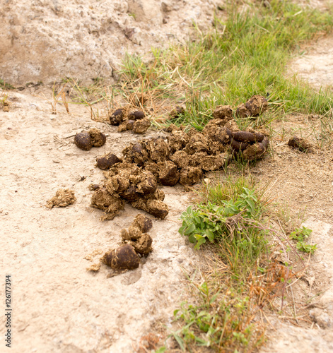 Wallpaper Mural horse feces on the ground Torontodigital.ca