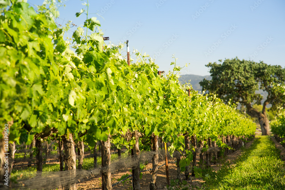 Rows of Vineyard Grapvines WIth Oak, Santa Ynez, CA