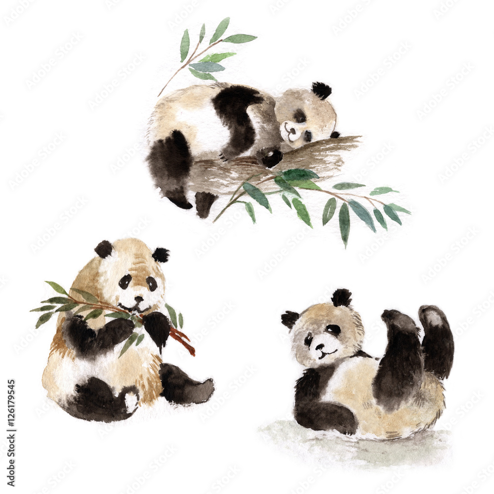 Fototapeta premium Zestaw pandy wielkie, akwarela