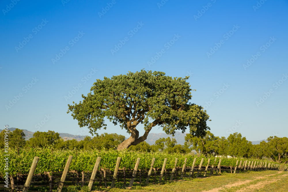 Single Oak Tree In Vineyard, Santa Ynez, CA Single Oak Tree In Vineyard, Santa Ynez, CA