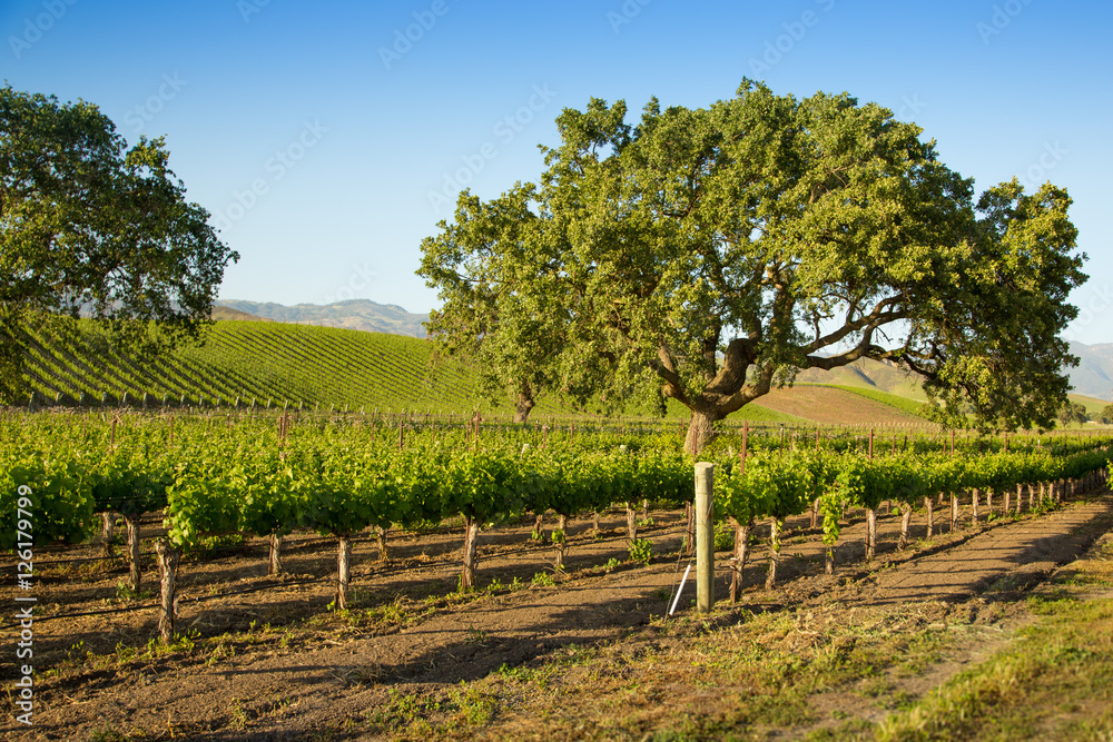 Naklejka premium Oak Tree In Vineyard, Santa Ynez, CA