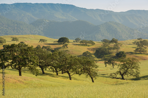 Country Oak Trees