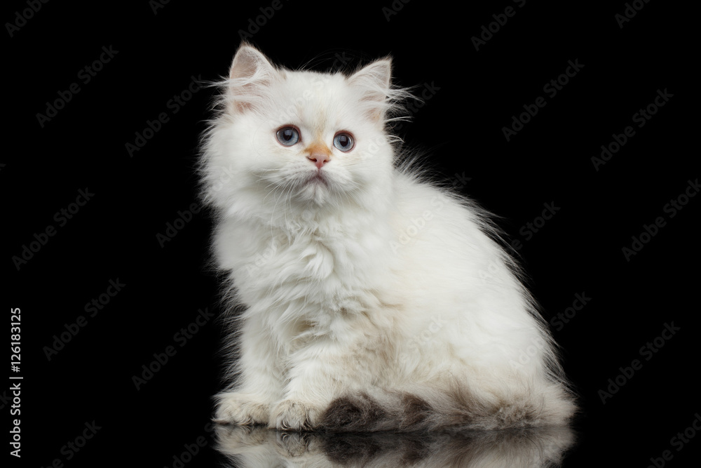 Furry British breed Kitty White color Sitting and Looking up on Isolated Black Background with reflection