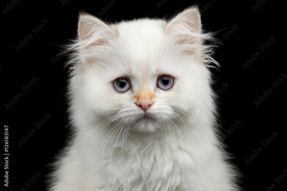 Close-up Furry British breed Kitten White color Looking in camera on Isolated Black Background Close-up Furry British breed Kitten White color Looking in camera on Isolated Black Background