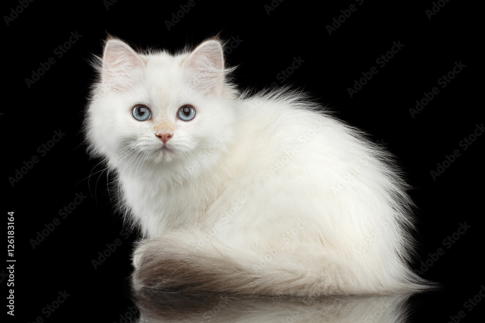 Furry British breed Kitty White color Sitting and Looking in camera on Isolated Black Background with reflection