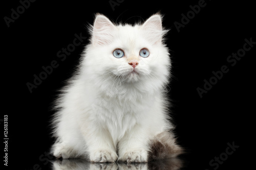 Furry British breed Kitty White color Sitting and Looking up on Isolated Black Background with reflection © seregraff
