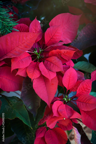 Red poinsettia flower