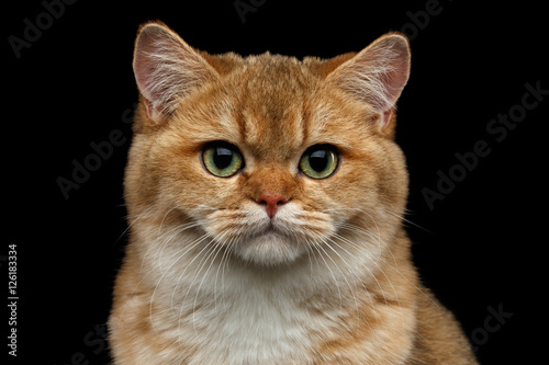 Close-up portrait of British breed Cat Gold Chinchilla color with green eyes, Isolated Black Background, Front view