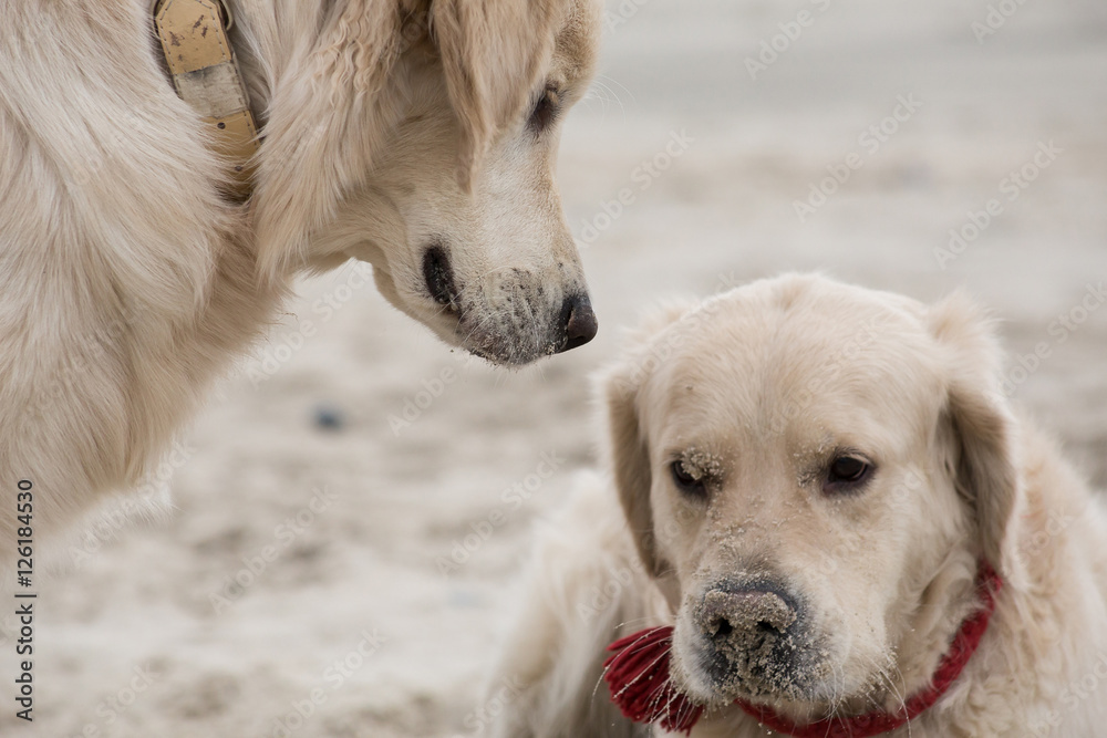 dog breed golden retriever playing in the sand on the beach of the Baltic Sea