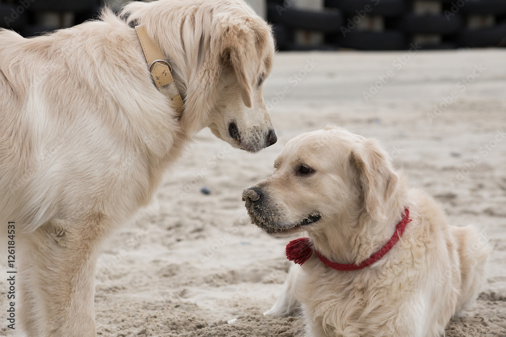 dog breed golden retriever playing in the sand on the beach of the Baltic Sea dog breed golden retriever playing in the sand on the beach of the Baltic Sea