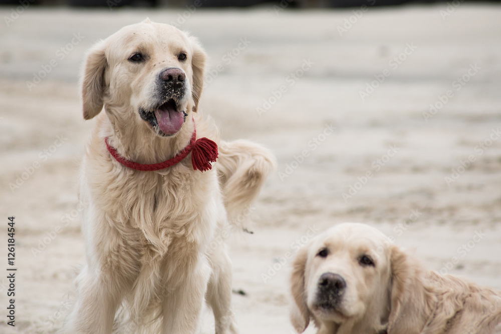 dog breed golden retriever playing in the sand on the beach of the Baltic Sea dog breed golden retriever playing in the sand on the beach of the Baltic Sea