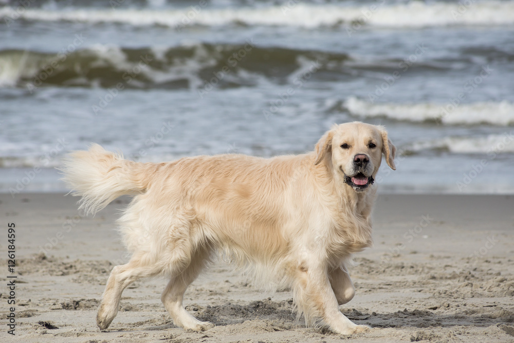 dog breed golden retriever playing in the sand on the beach of the Baltic Sea dog breed golden retriever playing in the sand on the beach of the Baltic Sea