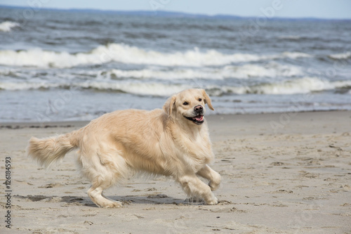 Fototapeta Naklejka Na Ścianę i Meble -  dog breed golden retriever playing in the sand on the beach of the Baltic Sea