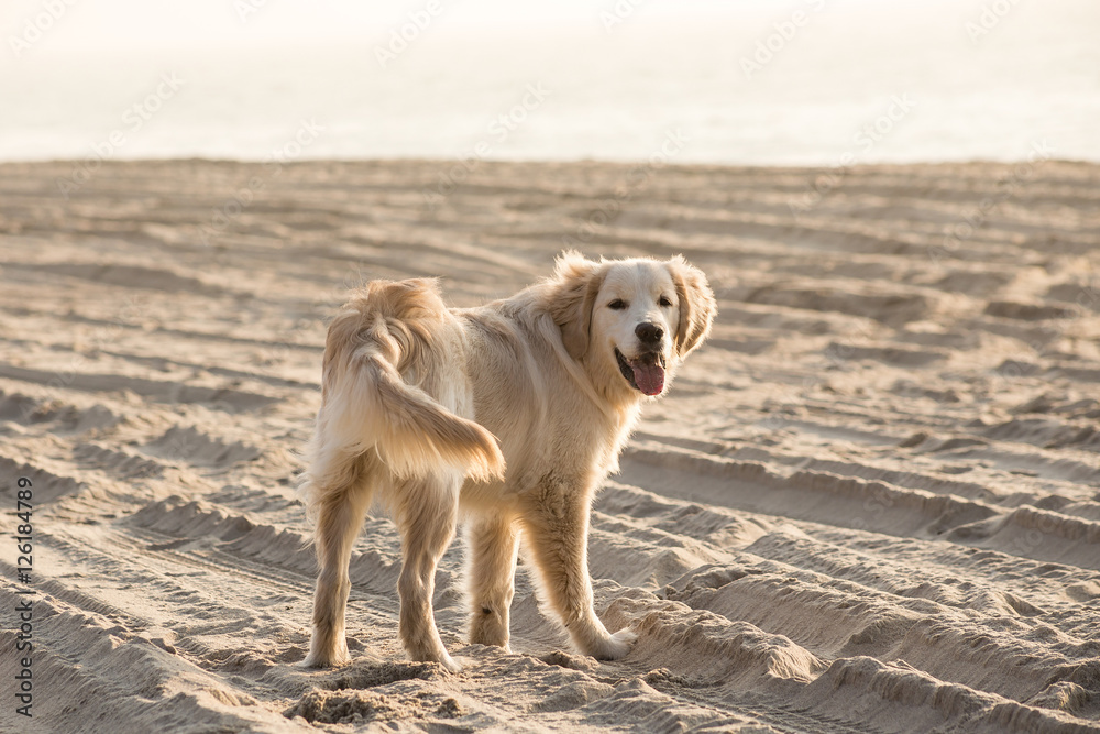dog breed golden retriever playing in the sand, Baltic sea beach dog breed golden retriever playing in the sand, Baltic sea beach