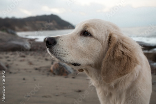 Fototapeta Naklejka Na Ścianę i Meble -  dog breed golden retriever playing on the background of the Baltic Sea
