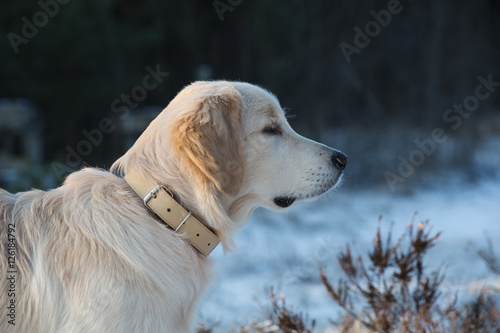 Fototapeta Naklejka Na Ścianę i Meble -  dog breed golden retriever playing in the snow in the winter