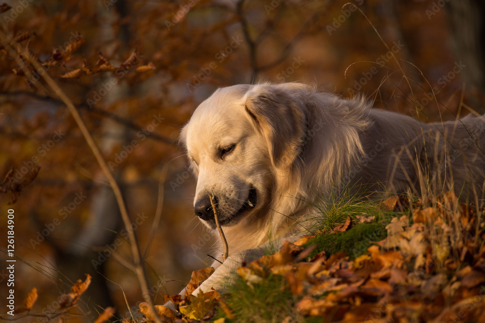 dog breed golden retriever playing on the background of autumn leaves yellow.