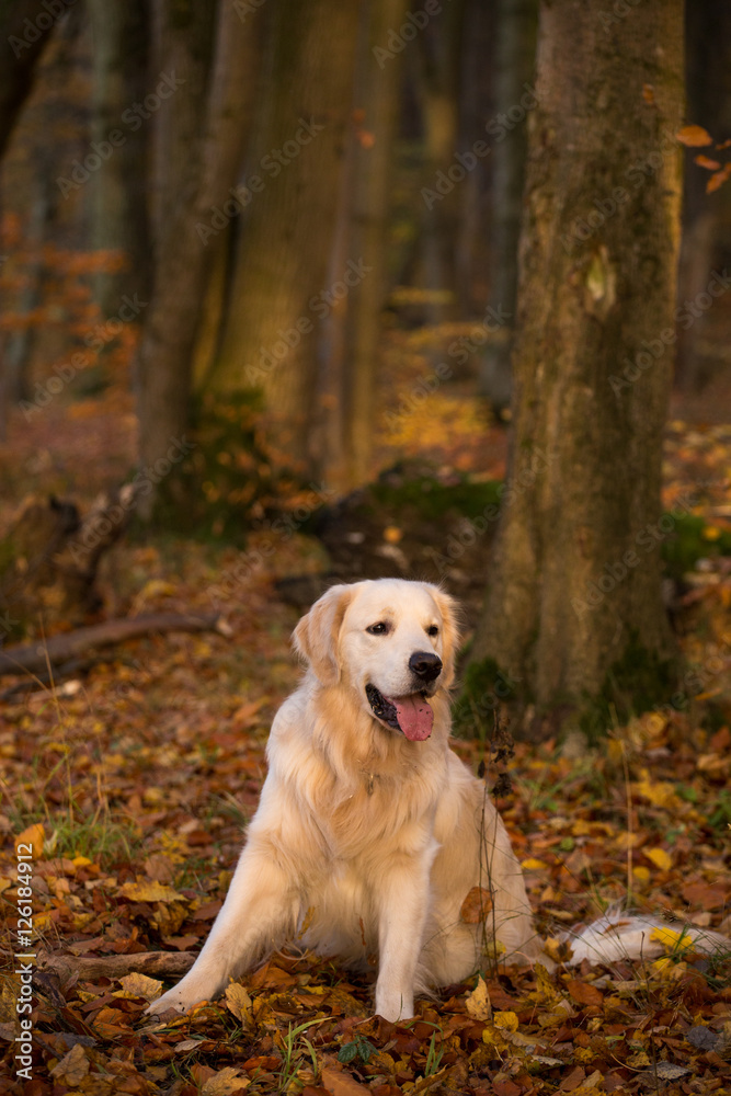 dog breed golden retriever playing on the background of autumn leaves yellow. dog breed golden retriever playing on the background of autumn leaves yellow.
