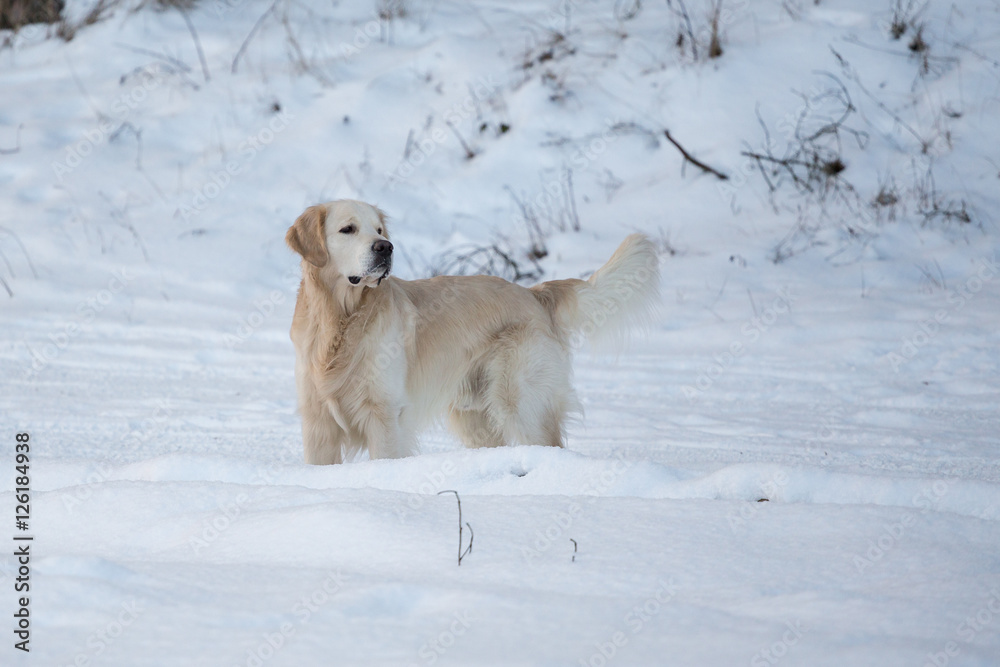 dog breed golden retriever playing in the snow in the winter