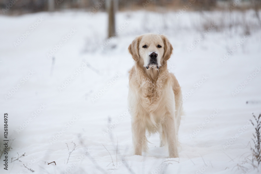 dog breed golden retriever playing in the snow in the winter