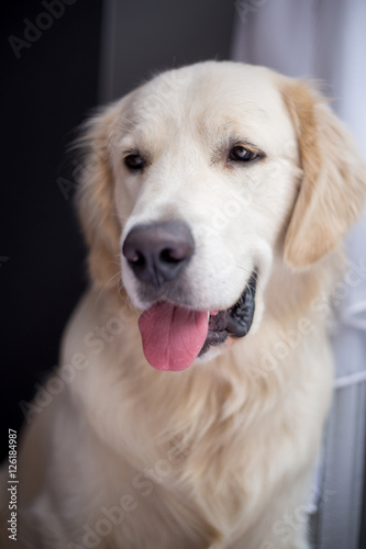 golden retriever sitting in interior, close-up, smile dog 