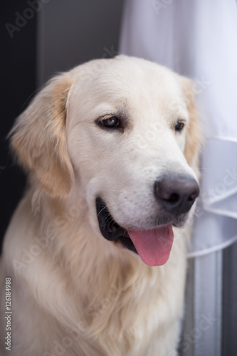 golden retriever sitting in interior, close-up, smile dog 