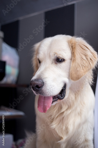 golden retriever sitting in interior, close-up, smile dog
