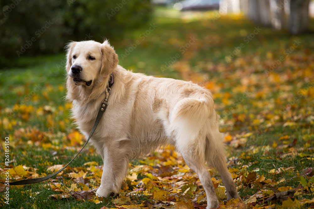 dog breed golden retriever playing on the background of autumn leaves yellow