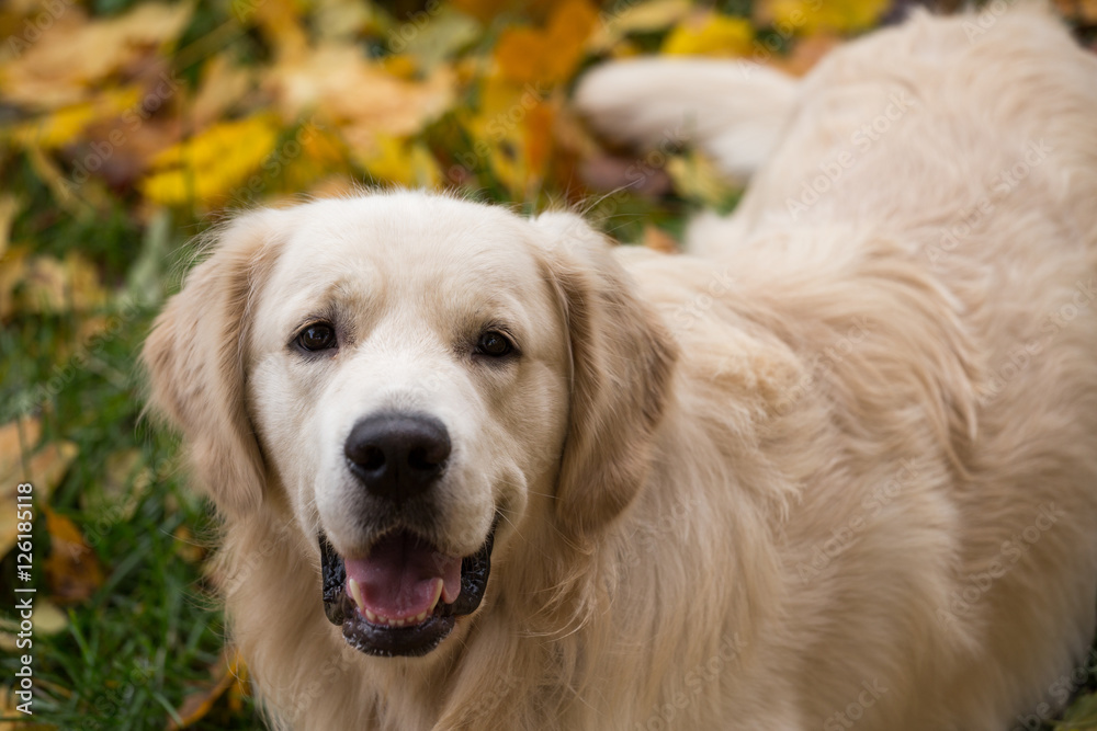 dog breed golden retriever playing on the background of autumn leaves yellow dog breed golden retriever playing on the background of autumn leaves yellow