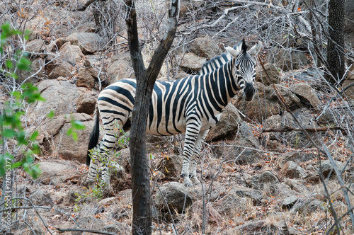 Zebra in Pilanesburg National Park South Africa.