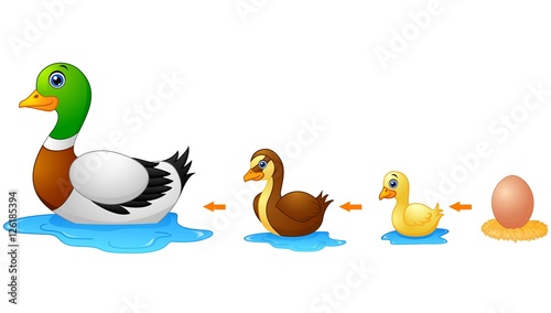 Life cycle of a duck