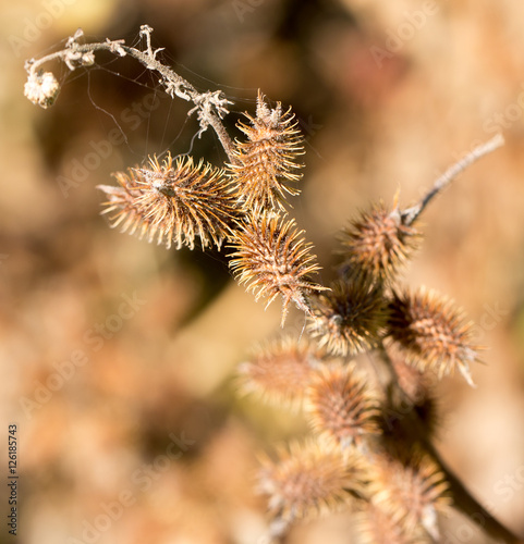 Dry prickly plant in nature