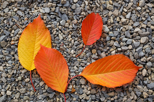 Four autumn leafs-Red and yellow leafs on grey pebble backround