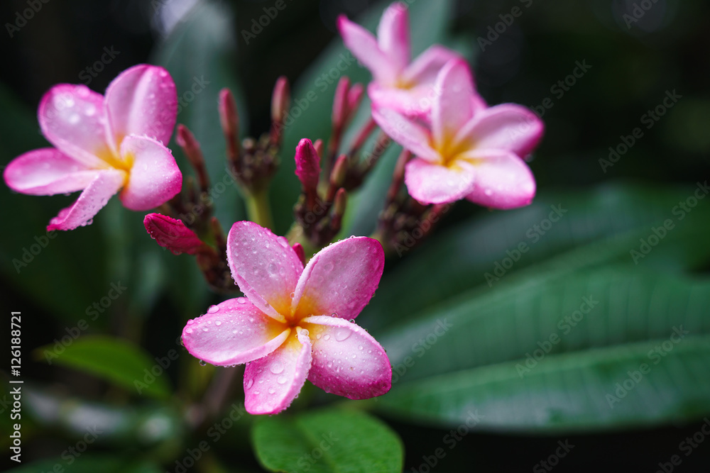 Frangipani flower after the rain with drops of dew on petals. Frangipani flower after the rain with drops of dew on petals.