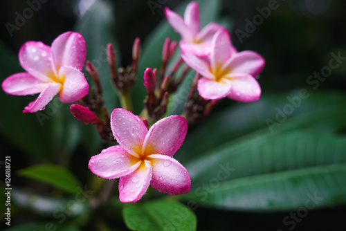 Frangipani flower after the rain with drops of dew on petals.