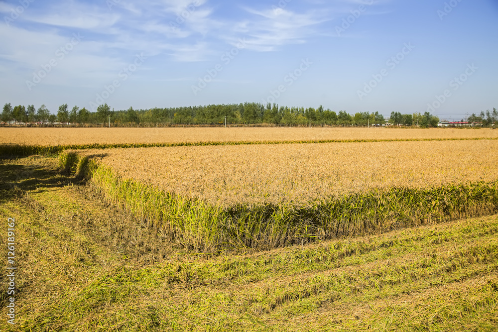 Fototapeta premium The rice in the field