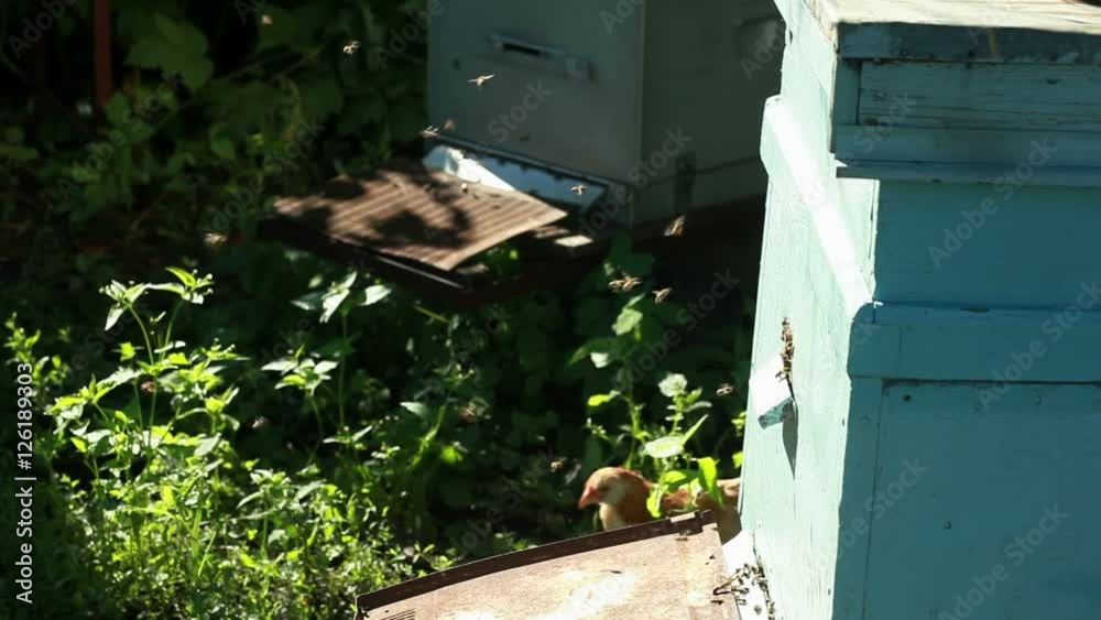 Apiary with bees