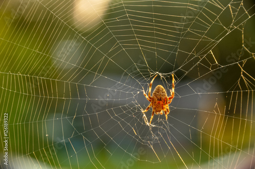 Spider building a sticky web outdoors