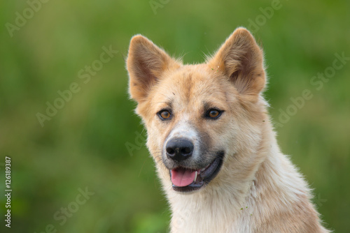 Fototapeta Naklejka Na Ścianę i Meble -  Thai dog close up