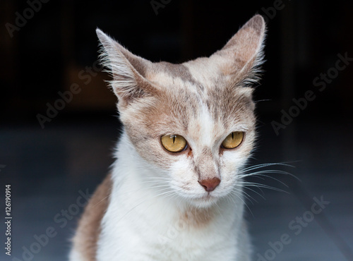 portrait of adult tabby cat