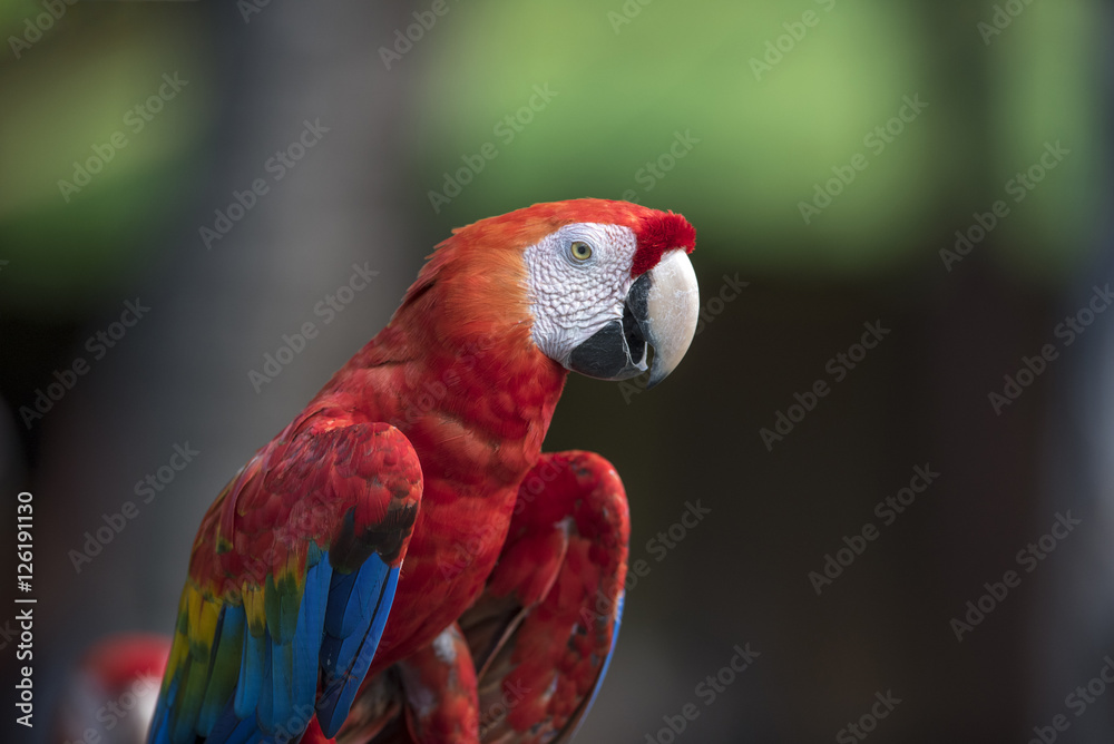 ฺBeautiful Green-winged Macaw