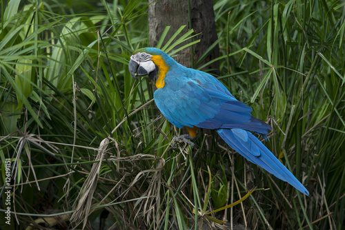 ฺBeautiful Green-winged Macaw