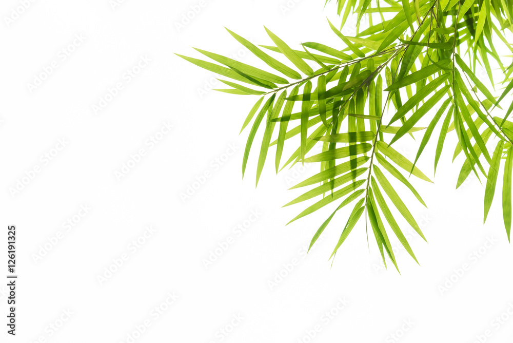 Fototapeta premium Bamboo leaves