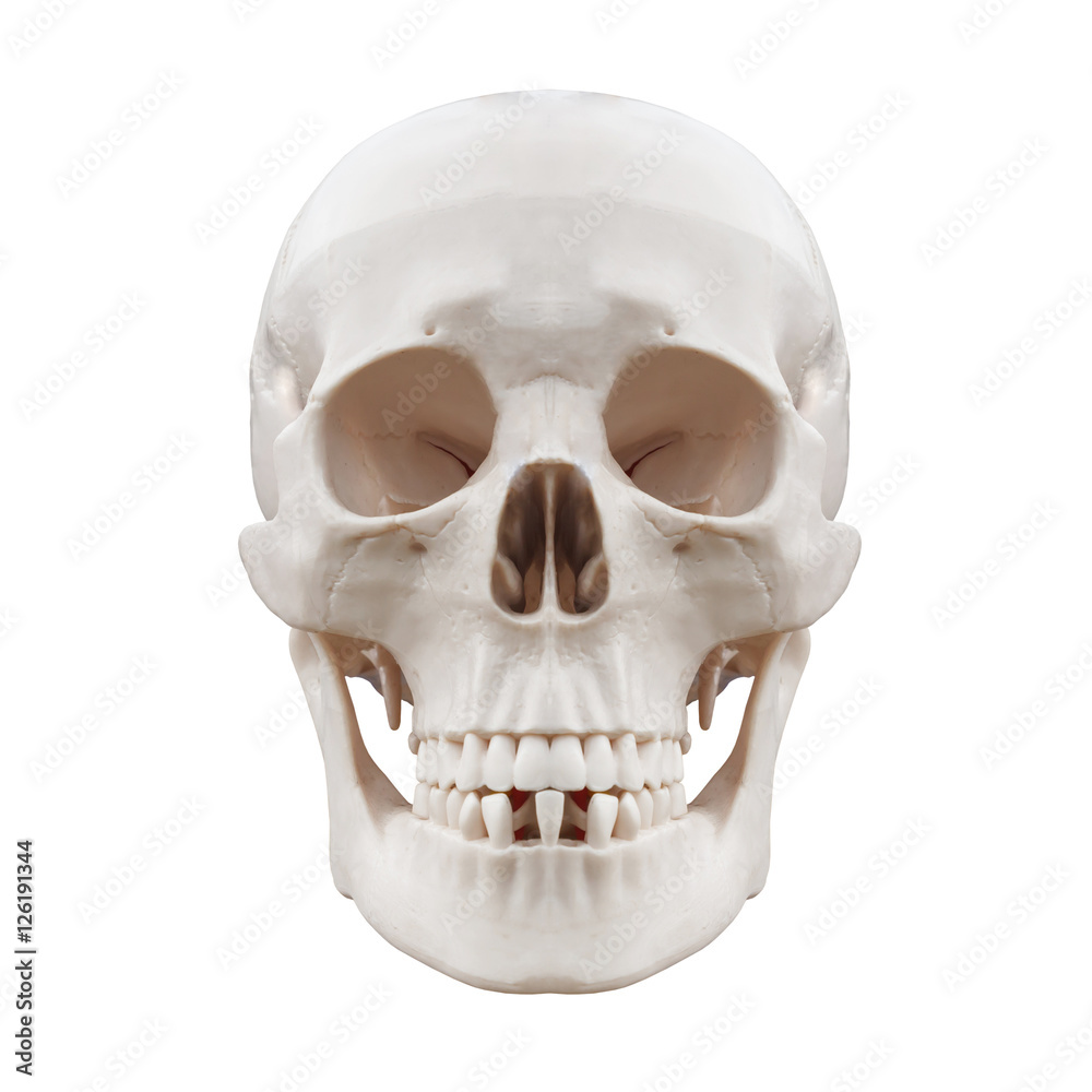 Obraz premium Plastic human skull on isolated white background.