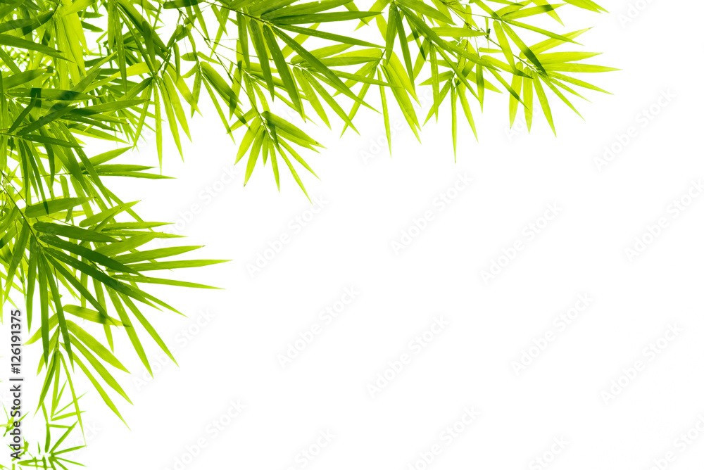 Obraz premium Bamboo leaves