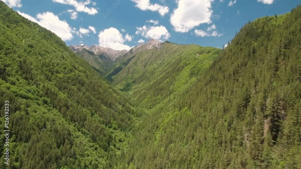 Pine forest tree and mountain valley China, aerial drone shot Pine forest tree and mountain valley China, aerial drone shot