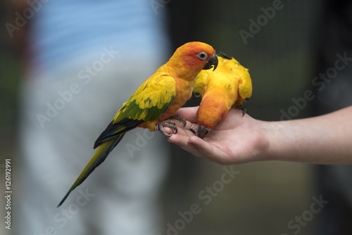 Beautiful Parrot, sun Conure , yellow parrot 