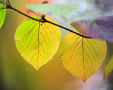 Close up shot of two sweet birch leaves