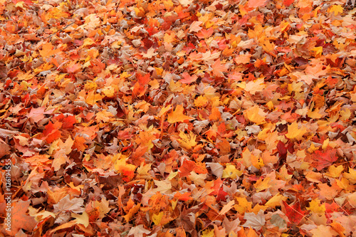 Colorful dry maple leaves on the ground